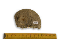 F 03896
<br/>
<br/>
<em></em>